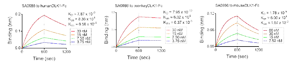 DLK1-SA0986의 다른 종간 교차반응성 및 항원 결합력