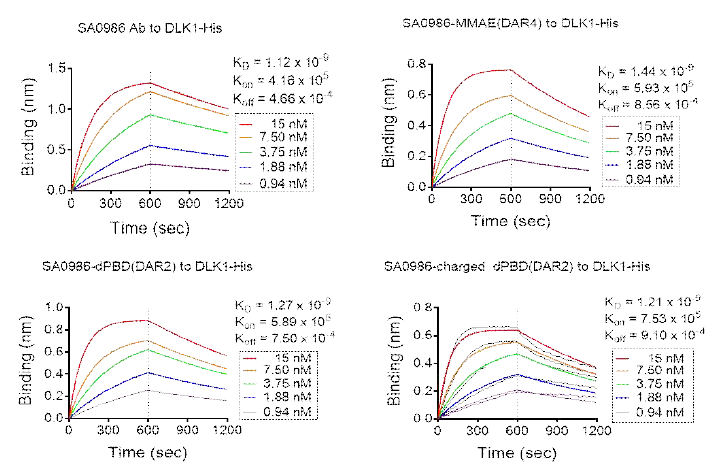 DLK1-SA0986-ADC 3종의 항원 결합력 octet 분석