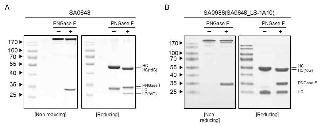 DLK1-SA0986의 N-glycosylation 여부 확인: SDS-PAGE (*dG: deglycosylated band)