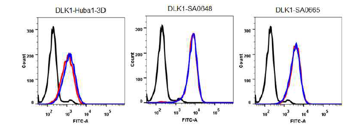 DLK1-(LC)-G7CVIM 항체들의 항원 결합력 확인