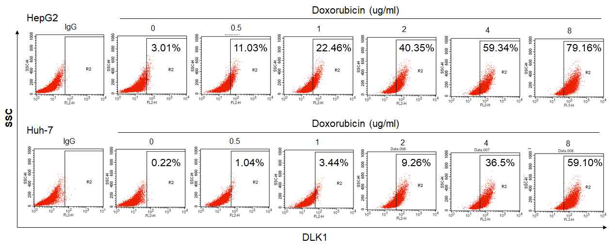다양한 doxirubicin 처리 농도에서 세포 표면 DLK1의 발현 확인