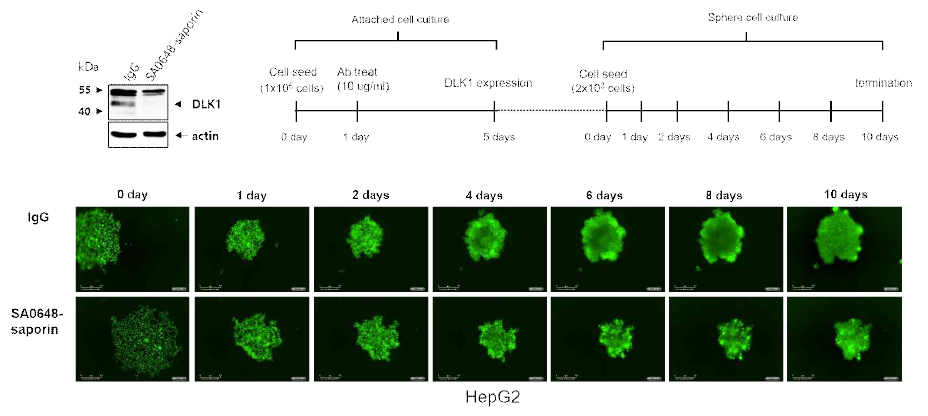 HepG2에서 saporin-conjugated DLK1-SA0648 항체의 암재발 억제 효능 확인