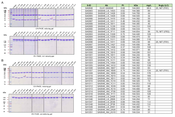 DLK1-SA0648 인간항체 변이체 생산 및 SDS-PAGE 분석