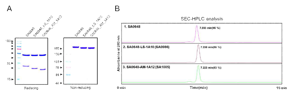 DLK1-ADC 개발후보항체 2종의 SDS-PAGE 및 SEC-HPLC 분석