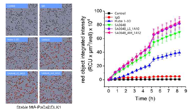 Stable MIA-PaCa2/DLK1 세포에서 SA0648 항체 변이체의 internalization 확인