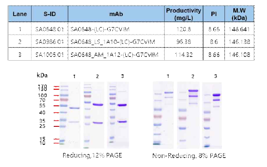 DLK1-SA0648 인간항체 변이체-(LC)-G7CVIM 생산