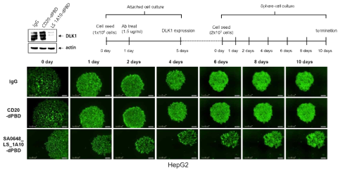 HepG2에서 DLK1-SA0648_LS_1A10-dPBD(DAR2)의 암 재발 억제 효능 확인