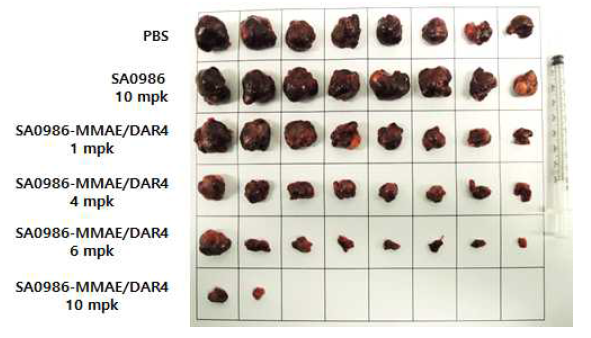 HepG2 CDX 모델에서 적출된 종양 크기 비교