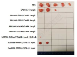 MIA PaCa-2-DLK1 CDX 모델에서 적출된 종양 크기 비교 (1차)