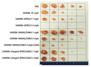 MIA PaCa-2-DLK1 CDX 모델에서 적출된 종양 크기 비교