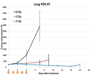 방사선에 의한 재발 폐암 PDX model 구축