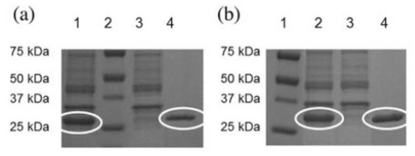 SDS–PAGE analysis of soluble protein and purified protein. (a) CDG: Lanes 1 – Soluble cell lysate, 2 – Protein marker, 3 – Flow through IMAC column, 4 – Purified CDG. (b) CD11: Lanes 1 – Protein marker, 2 – Soluble cell lysate, 3 – Flow through IMAC column, 4 – Purified CD11
