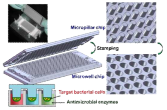 Schematic illustration for micropillar and microwell chip platform to evaluate the activity of antimicrobial enzymes. The micropillar chip consists of 532 pillars (750 μm diameter), onto which 40 nL of alginate with entrapped bacterial cells are printed. The micropillar chip containing cells is sandwiched by the complementary microwell chip that consists of 532 wells (1.2 mm diameter) and prefilled with 800 nL of enzyme solutions