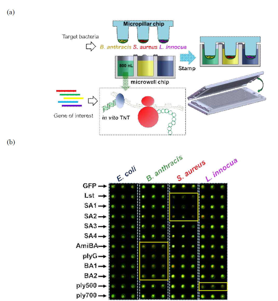 Identification of antimicrobial function of the genes encoding cell lytic enzymes via in vitro TNT-coupled bacterial cell chip protocols. (a) Schematics of cell-free protein expression with in vitro TNT, followed by evaluating antimicrobial activity in a bacterial cell chip. (b) Scanned image of cell viability of four different pathogens treated with 11 cell lytic enzymes and a negative control (GFP) synthesized by in vitro TNT in the chip