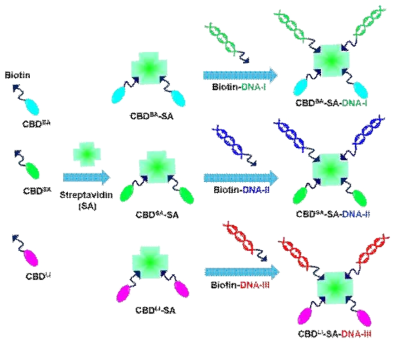 Schematic illustration for the sequential self-assembly of CBD-SA complexes with biotin-CBD and SA, followed by assembly of biotin-DNAs to generate the CBD-SA-DNA complexes