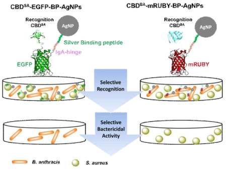Schematic representation of CBD-fluorescent protein-silver binding peptide complexation with AgNPs for selective recognition and specific killing of target pathogenic bacteria; cell wall binding domain CBDSA against S. aureus and CBDBA against B. anthracis. The presence of distinct fluorescent proteins aided in visual detection through fluorescence microscopy and also provided an effective protein linker between the CBD and the AgNP. As a control, we prepared the EGFP-BP fusion without the CBD (Figure 20a). The CBD-FP-BP fusion proteins were expressed in E. coli and purified using Ni-NTA chromatography. As determined by SDS-PAGE, we confirmed that the CBD fusion proteins (CBDSA-EGFP-BP and CBDBA-mRUBY-BP) together with EGFP-BP were successfully expressed and purified (Figure 20b)