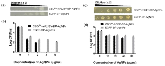 Antimicrobial Activity of various CBD-AgNP hybrids. (a) Inhibitory activity of EGFP-BP-AgNPs and CBDBA-mRUBY-BP-AgNPs on B. anthracis cell growth on BHI agar plate;(b) CFU assay showing dose-dependent growth inhibition of B. anthracis; (d) Effects of EGFP-BP-AgNPs and CBDBA-mRUBY-BP-AgNPs inhibition of S. aureus cell growth on BHI agar plate; (d) CFU assay showing dose-dependent growth inhibition of S. aureus