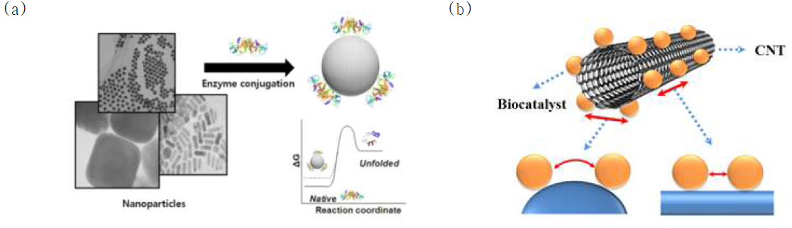나노입자 (a) 및 탄소나노튜브 (b)와 효소 간의 상호작용
