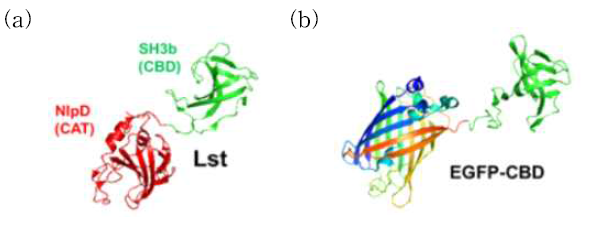 (a) 리소스타핀의 구조와 (b) 유전자 재조합에 의한 형광단백질과 연결된 세포결합도메인 구조