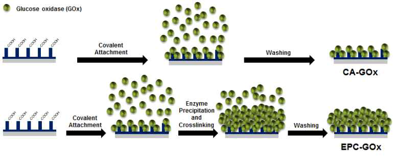 나노필라를 성장시킨 블레이드 표면에서 단순 공유결합(covalent attachment, CA) 및 효소 석출코팅(enzyme precipitate coating, EPC) 기법을 적용한 3D-구조체의 비교도