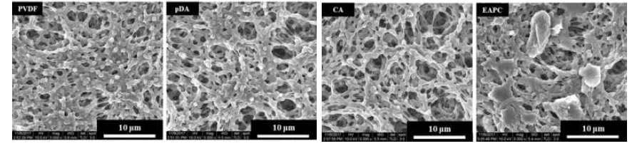 PVDF 필터, 폴리도파민이 코팅된 PVDF 필터. 효소를 폴리도파민 코팅을 통해 고정화한 필터(CA membrane) 및 효소석출코팅 기반 나노바이오촉매 소재가 고정된 필터(EPC membrane)의 SEM 이미지