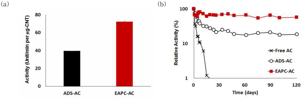 탄소나노튜브에 아실레이즈가 고정화된 나노바이오촉매 소재의 초기 활성 (a) 및 시간에 따른 효소 활성 (b)