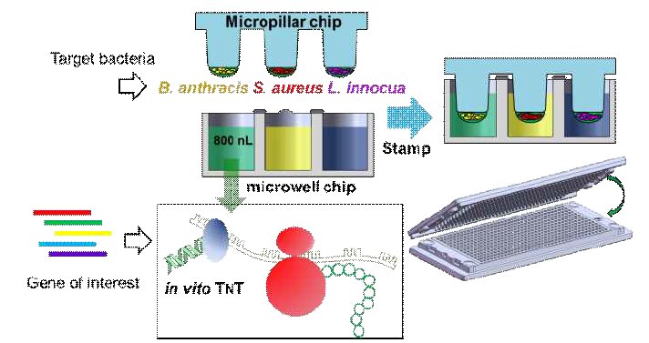 Micropillar and microwell chip platform 상에서의 in-vitro 대장균의 전사 및 번역(in-vitro E. coli transcription and translation, TNT)을 통한 무세포 단백질 합성 시스템 및 이를 이용한 선택적 미생물 오염제거 성능 평가 실험 개요