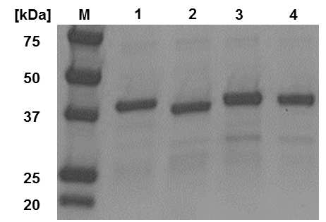 4종의 미생물과 결합 가능한 세포결합도메인 융합 단백질의 전기영동 사진. Lane M: protein ladder (marker), Lane 1: Biotin-EGFP-CBDSA (44 kDa), Lane 2: Biotin-EGFP-CBDBA (40 kDa), Lane 3: Biotin-EGFP-CBDLI (47 kDa), Lane 4: Biotin-EGFP-CBDCD (40 kDa)