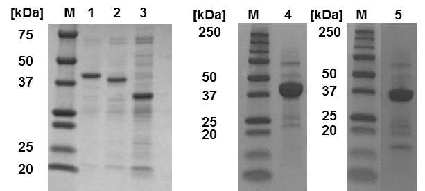 금나노입자 또는 금나노입자와 결합이 가능한 세포결합도메인 융합 단백질의 전기영동 사진. Lane M: protein ladder (marker), Lane 1: AgBP-EGFP-CBDSA (44 kDa), Lane 2: AgBP-mRuby-CBDBA (41 kDa), Lane 3: AgBP-EGFP (32 kDa), Lane 4: AuBP-EGFP-CBDSA (41 kDa), Lane 5: AuBP-mRuby-CBDBA (44 kDa)