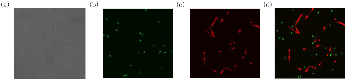 형광단백질을 포함한 세포결합도메인의 미생물과의 선택적 결합 특성 (a) S. aureus와 B. anthracis의 광학 사진 (b), 녹색 형광 사진 (c), 붉은색 형광 사진 (d) 및 녹색과 적색 형광의 병합 (merge) 사진