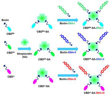 자가 조립(self assembly)을 통한 CBD-SA-DNA 복합체 합성 모식도