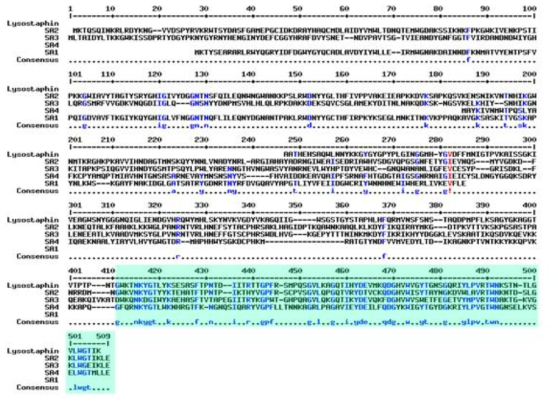 Clustal W multiple sequence alignment of the novel lytic enzymes (SA1-SA4) to the known sequences of lysostaphin. Cyan highlight denotes binding domains