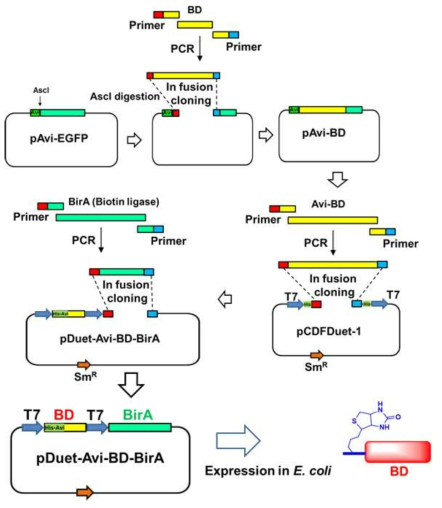 Cloning strategy for expressing N-terminal biotinylated CBDs