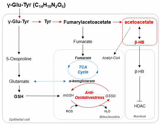 좋은물 특이 물질인 gamma-glutamyltyrosine (γ-Glu-Tyr)의 세포의 항산화 기작 및 Histone deacetylase(HDAC) 활성 저해 기작에 대한 모식도