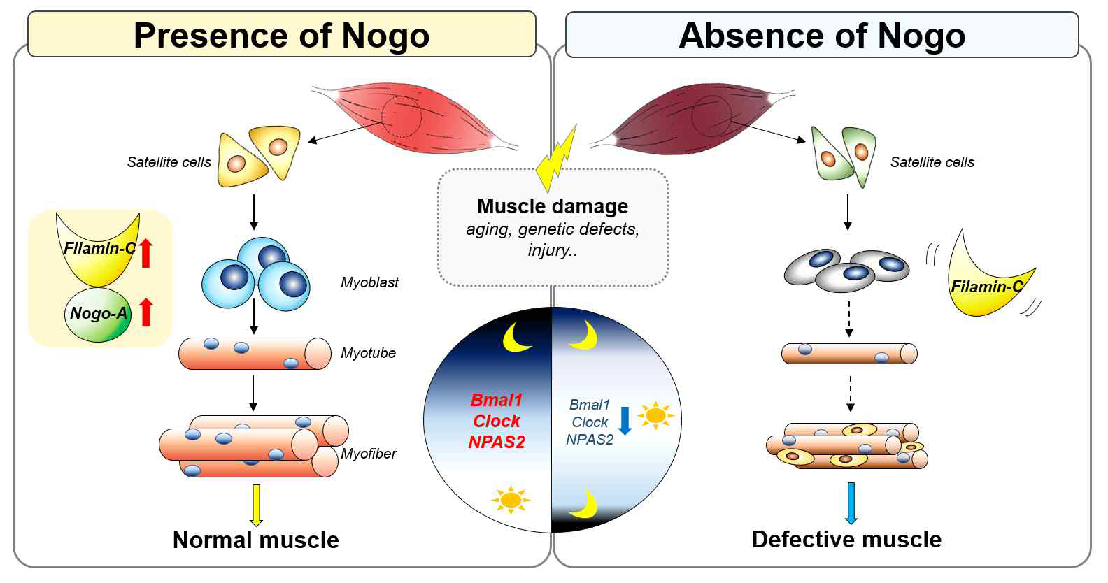 Nogo 결핍으로 인한 생체리듬조절이상과 근육재생 및 근육항상성 유지 확인. 좋은물의 항노화 효과 분석의 지표 및 활성화 타겟으로 확인