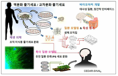 줄기세포 기반 신기술 개발 현황, 출처: CEDAR_SINAI