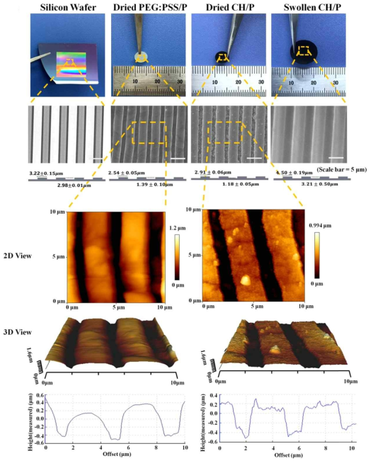 전도성 하이드로젤 패턴의 주사전자현미경, 원자 현미경 및 표면 프로파일링 분석
