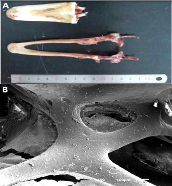 Gross view (A) and scanning electron microscope image (B) of a goose-beak bone