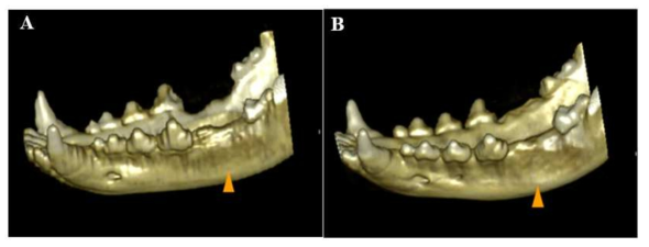 Three-dimensional CT images at 8 weeks post-insertion of synthetic hydroxyapatite (A) and goose-beak bone particles (B) into canine dental sockets. The head of arrow indicates insertion site