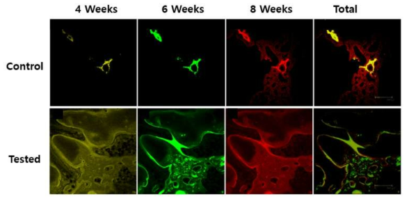 Confocal LASER microscope images of synthetic hydroxyapatites (control) and goose-beak particles insertion (tested). New bone formation and mineralization was determined by tetracycline (yellow), calcein (green), and alizarin red s (red) fluorescent quantification, which represented the mineralization level at 4, 6, and 8 weeks post-insertion