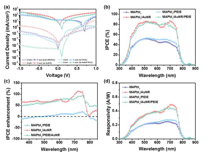 (a) 페로브스카이트-AuNR/PEIE 하이브리드 광 검출기의 광전류와 암전류 (b) IPCE 스펙트럼 (c) AuNR도입에 따른 IPCE 증가 스펙트럼 (d) 응답성