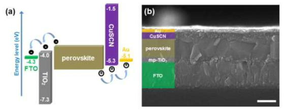 CuSCN을 적용한 태양전지 에너지 준위 위치, 단면 전자현미경 사진