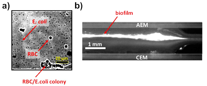 a) Phase contrast imaging을 통해 가시화된 RBC 및 E. coli.. b)유기물에 의해 형성된 바이오필름 및 그 위에 흡착된 형광색소