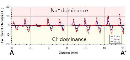 0-0초, 20-0초, 40-0초 형광밝기 명암차를 통한 10-cell RED 모듈내 이온농도 분포