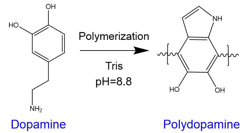 Dopamine 중합 과정