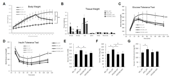 고지방식이로 비만을 유도한 WT과 HIF2α AKO 마우스에서 정상식이 전환에 의한 몸무게 및 조직무게,당흡수능, 인슐린 저항성, 혈중 지방의 정상화