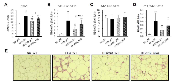 고지방식이로 비만을 유도한 WT과 HIF2α AKO 마우스에서 정상식이 전환 후 내장지장조직(eWAT)에서 대식세포의 극성(A-D) 및 병리분석(E)