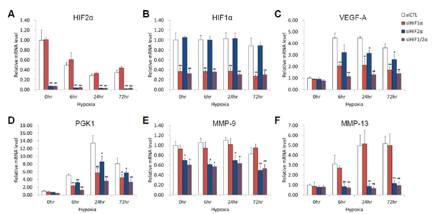 3T3-L1 지방세포에서 HIF1α과 HIF2α를 knockdown 시킨 후 저산소 자극에 의한 MMP-9와 MMP-13의 발현 변화 분석