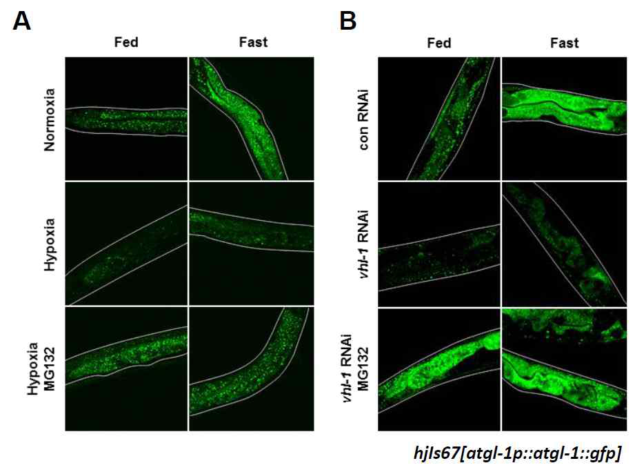 예쁜꼬마선충에서 HIFα 활성화에 의한 AGTL 단백질의 프로테아좀 의존적 분해
