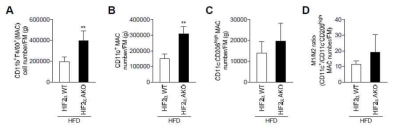 고지방식를 섭취한 HIF2α AKO 생쥐의 지방조직 대식세포군에 대한 분석 결과